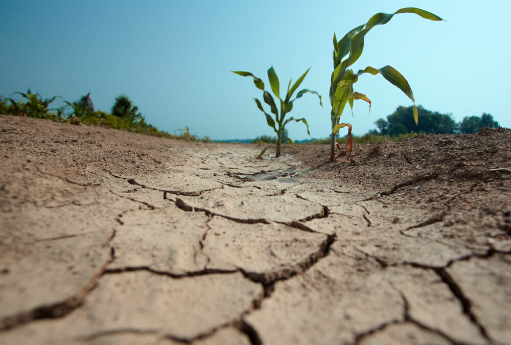 Crisi climatica: a rischio agricoltura e livello del mare