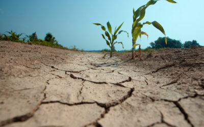Crisi climatica: a rischio agricoltura e livello del mare