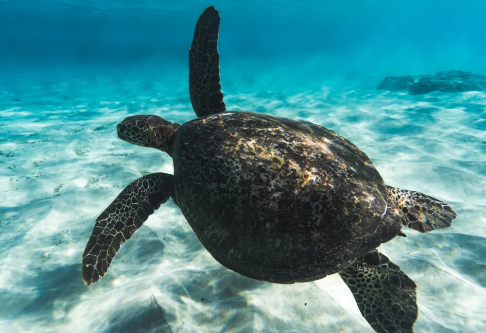 Aree marine protette: laboratori di biodiversità e contrasto al cambiamento climatico Aree marine protette: laboratori di biodiversità e contrasto al cambiamento climatico